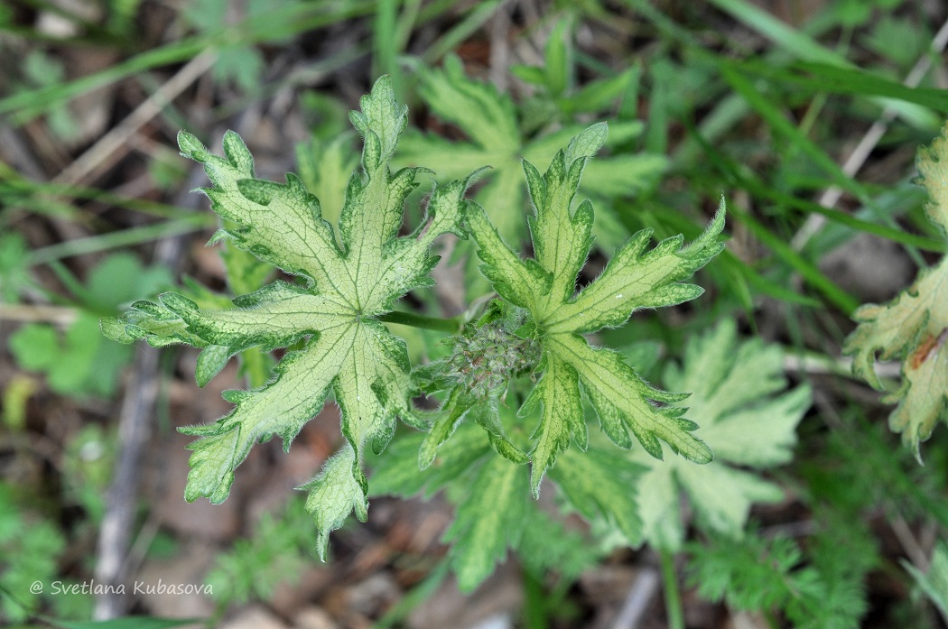 Изображение особи Geranium sylvaticum.