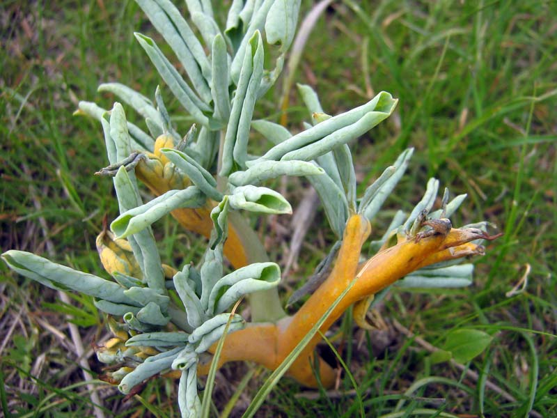 Image of Leontice ewersmanni specimen.