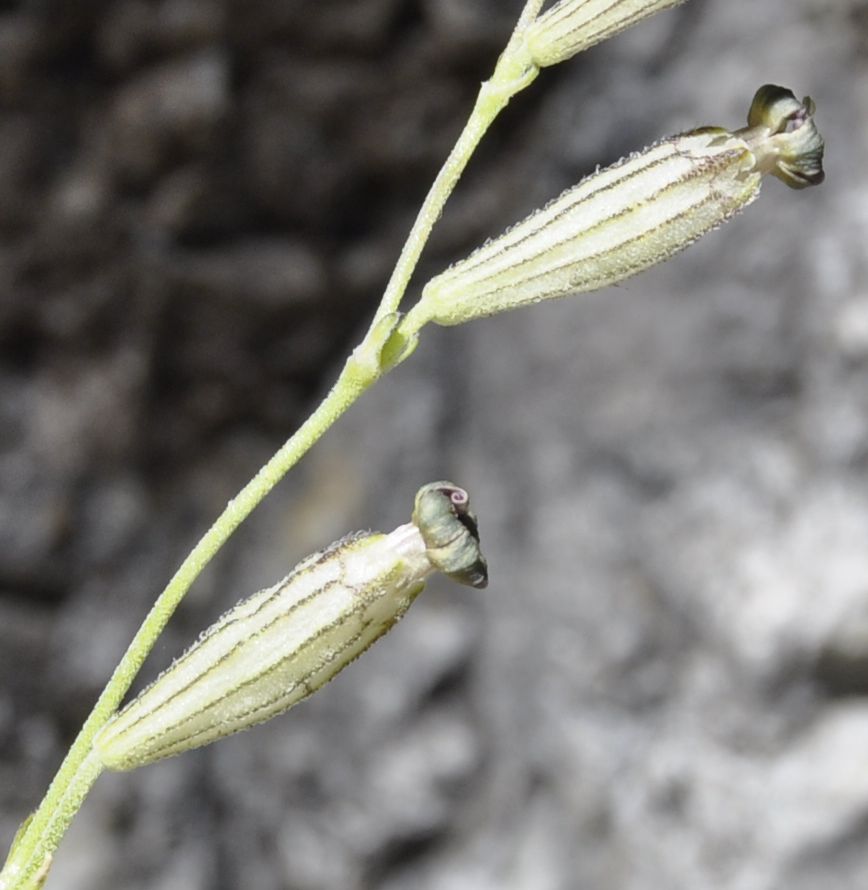 Image of Silene ciliata ssp. graefferi specimen.