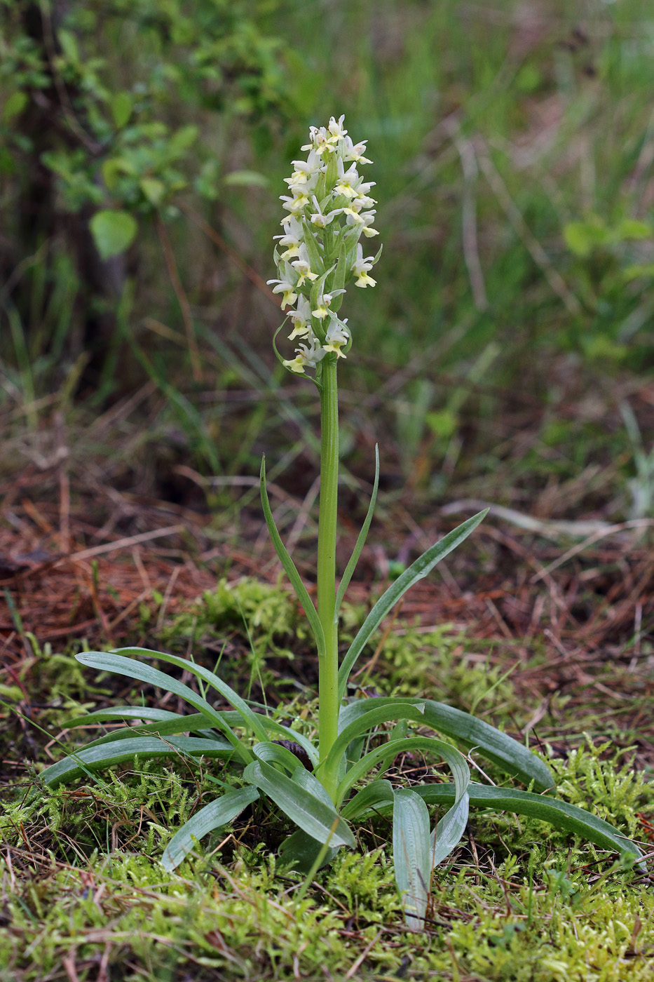 Image of Dactylorhiza romana ssp. georgica specimen.