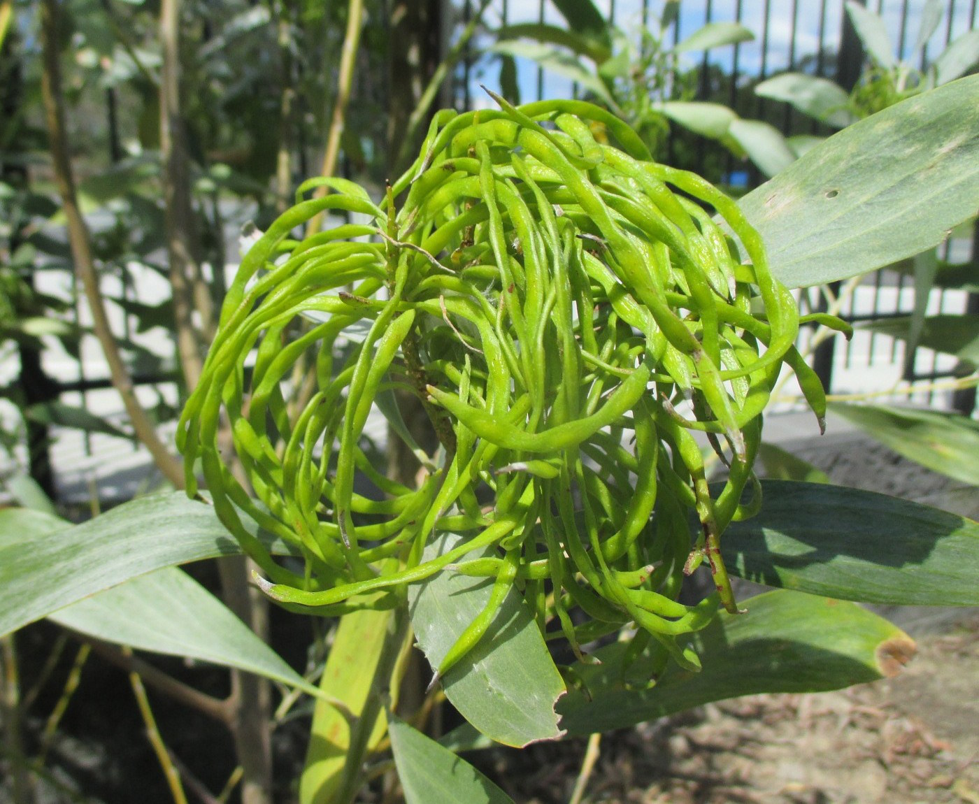 Image of Acacia holosericea specimen.