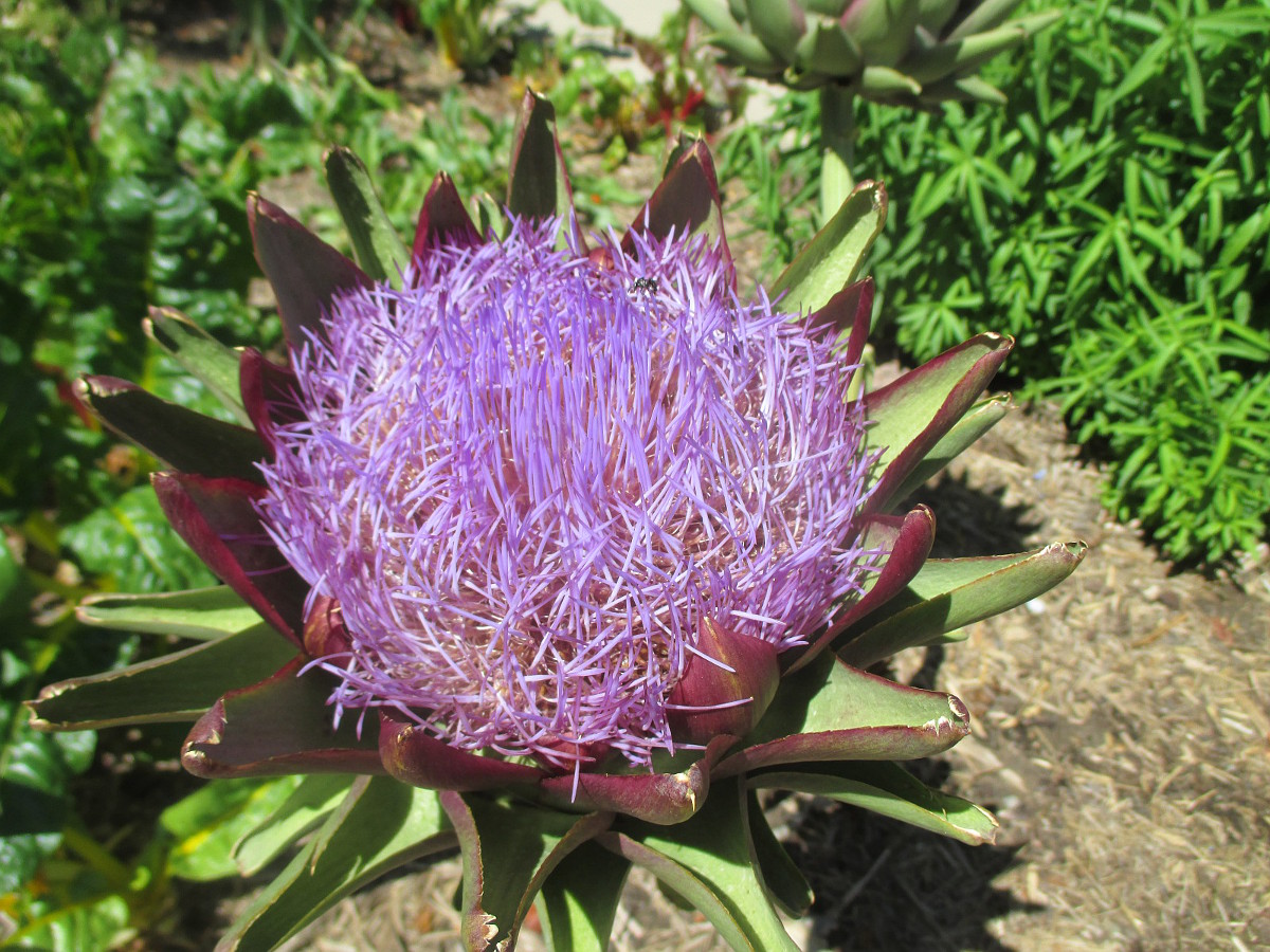 Image of Cynara scolymus specimen.