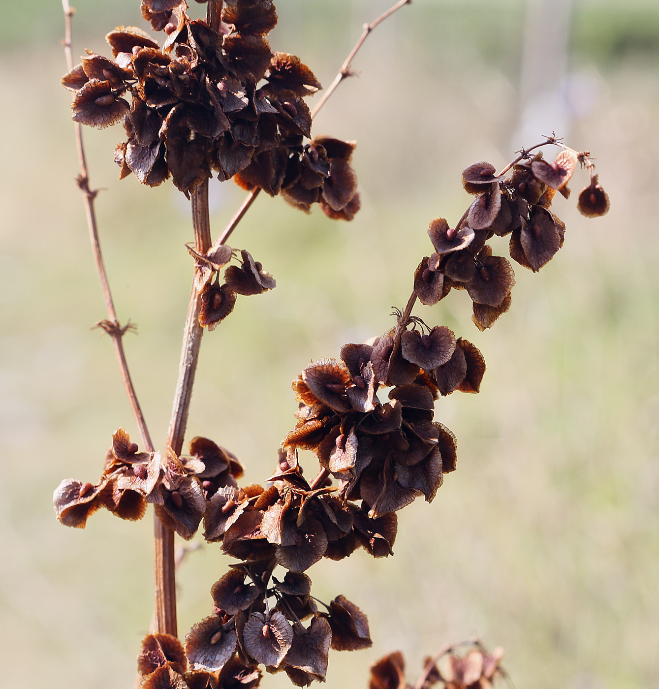 Изображение особи Rumex patientia ssp. orientalis.