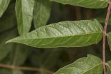 Ailanthus altissima. Фрагмент сложного листа. Крым, Бахчисарайский р-н, пос. Куйбышево, обочина дороги, на опоке. 10.06.2017.