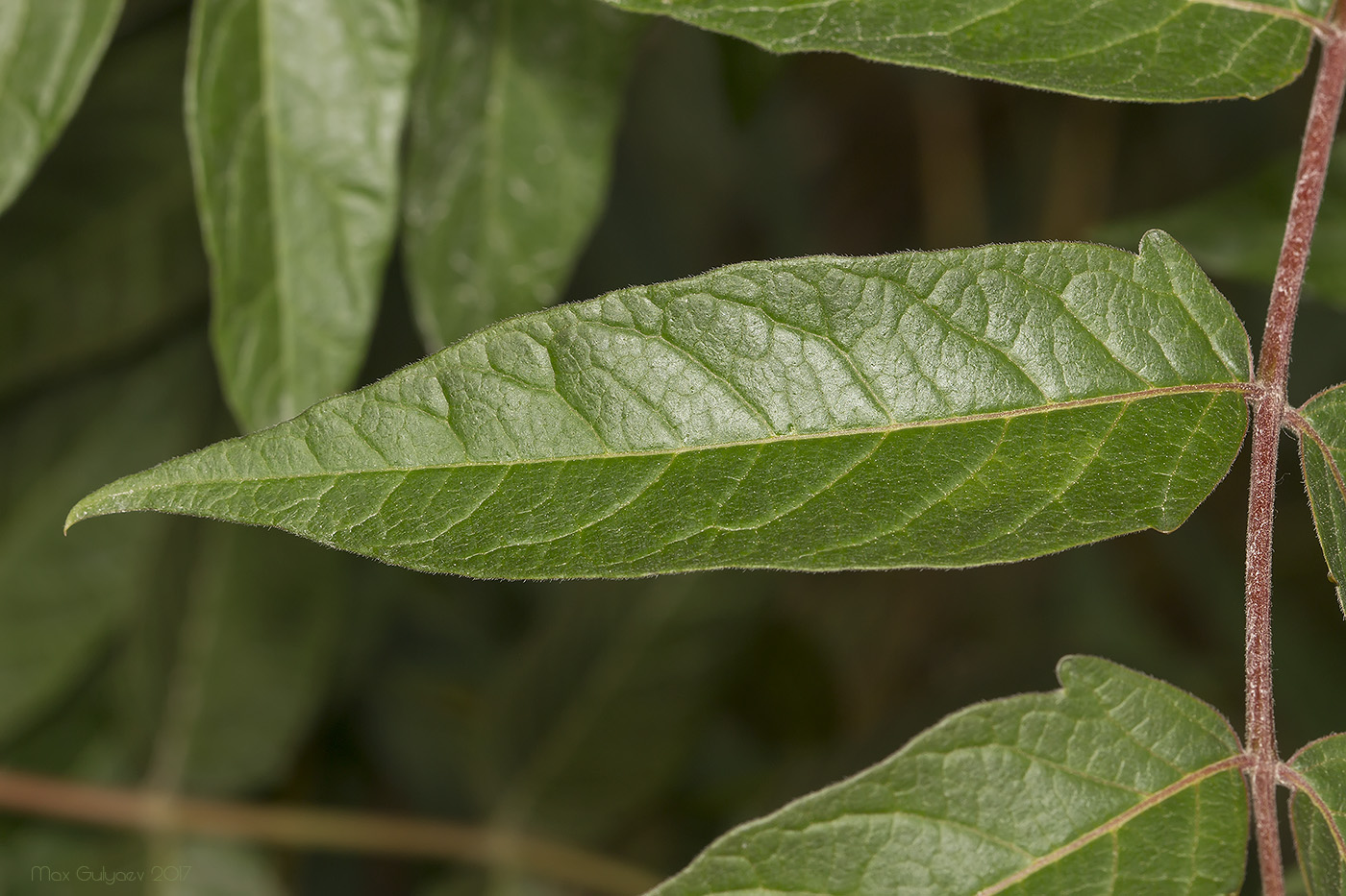 Image of Ailanthus altissima specimen.