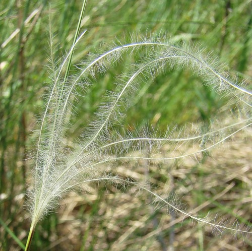 Image of Stipa lessingiana specimen.