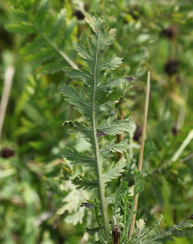 Image of Achillea filipendulina specimen.