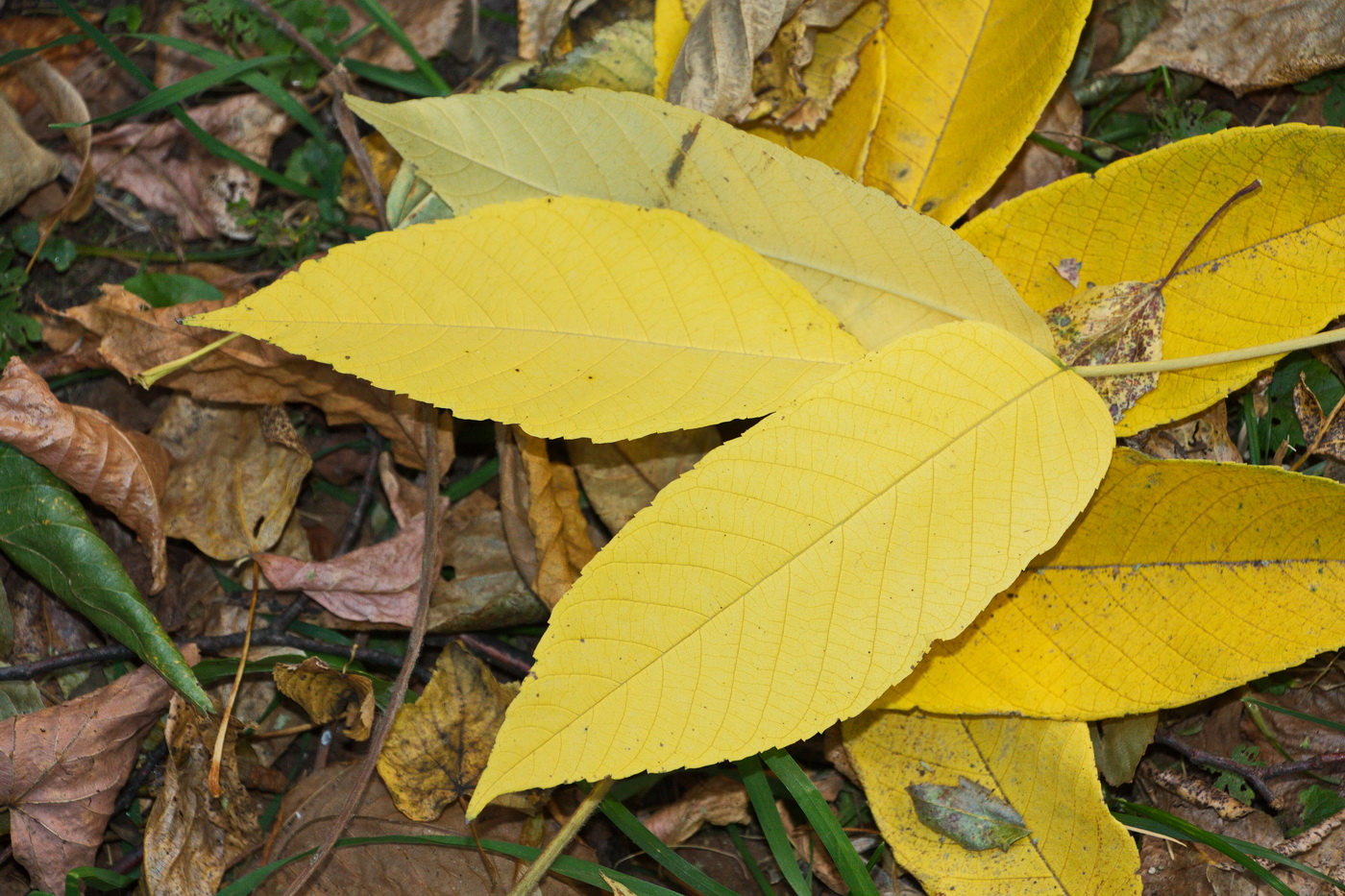 Image of genus Fraxinus specimen.