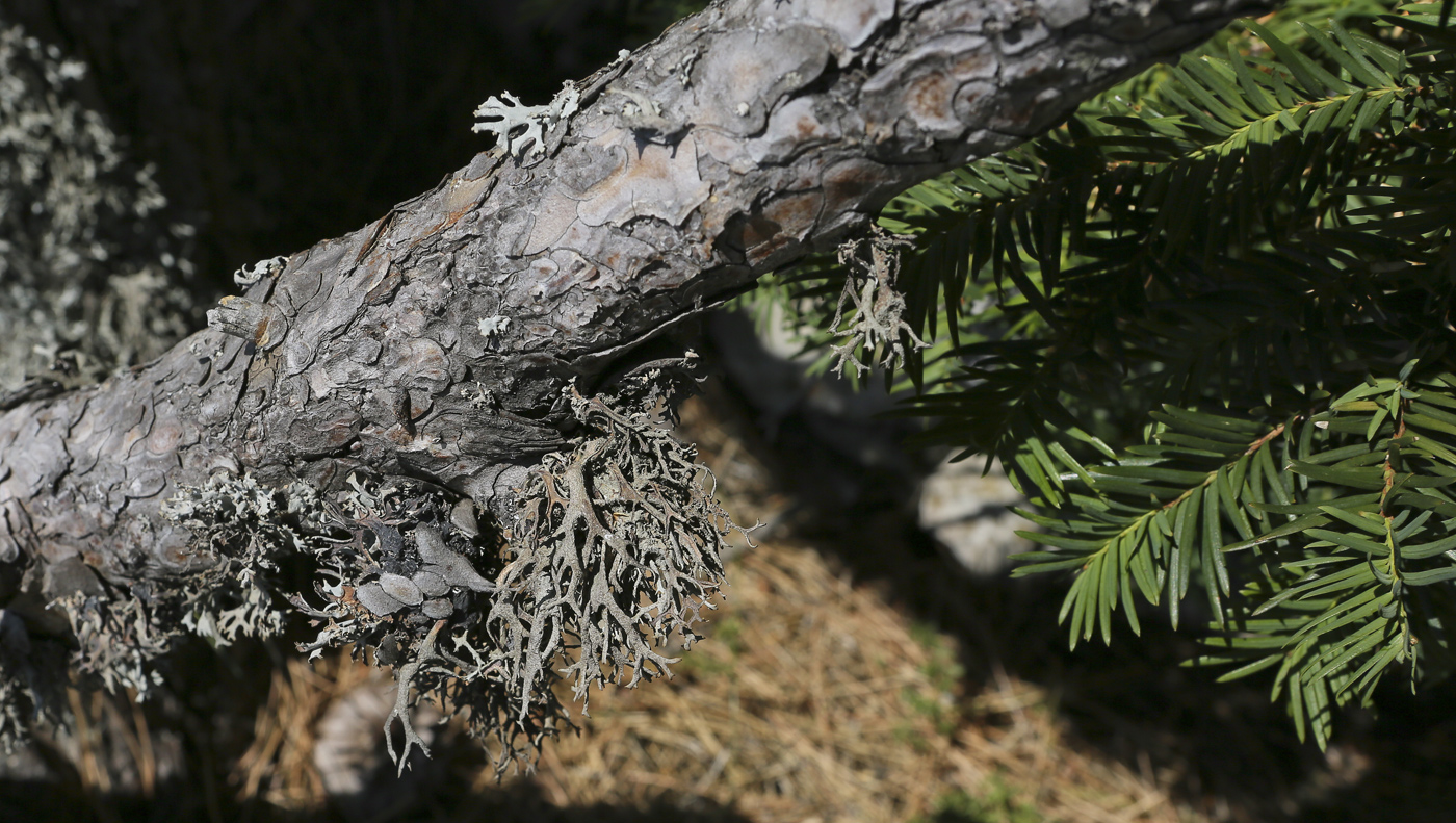 Image of Pseudevernia furfuracea specimen.