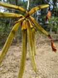 Handroanthus chrysotrichus. Завязавшиеся плоды. Австралия, г. Брисбен, ботанический сад. 25.09.2015.