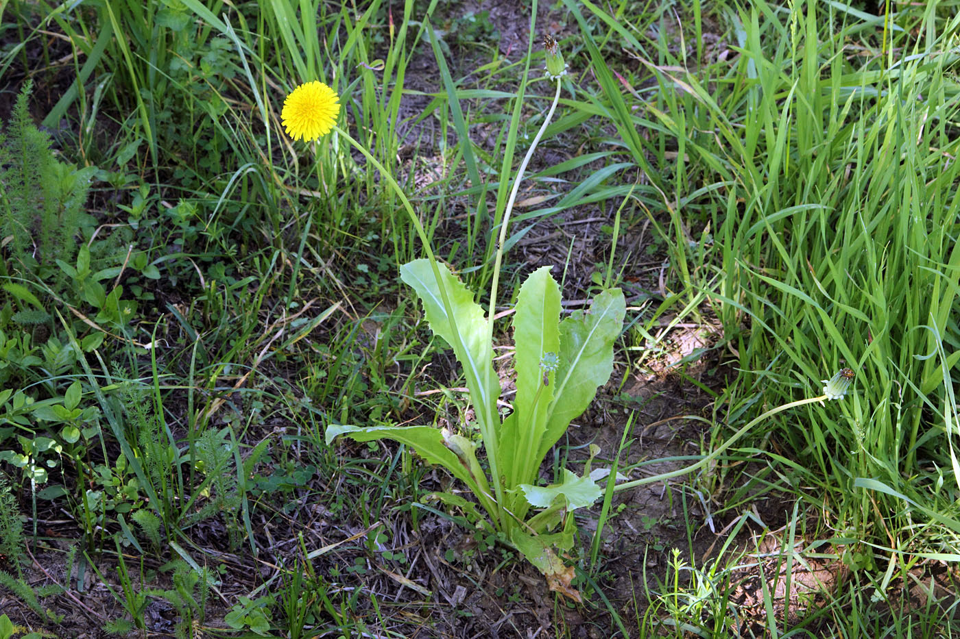 Image of Taraxacum multiscaposum specimen.