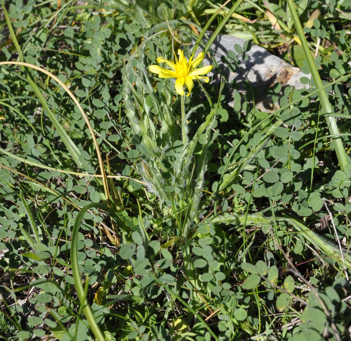 Изображение особи Scorzonera sublanata.