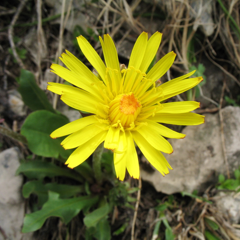 Изображение особи род Taraxacum.