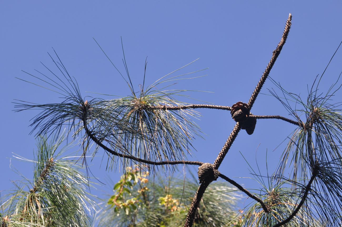 Image of genus Pinus specimen.