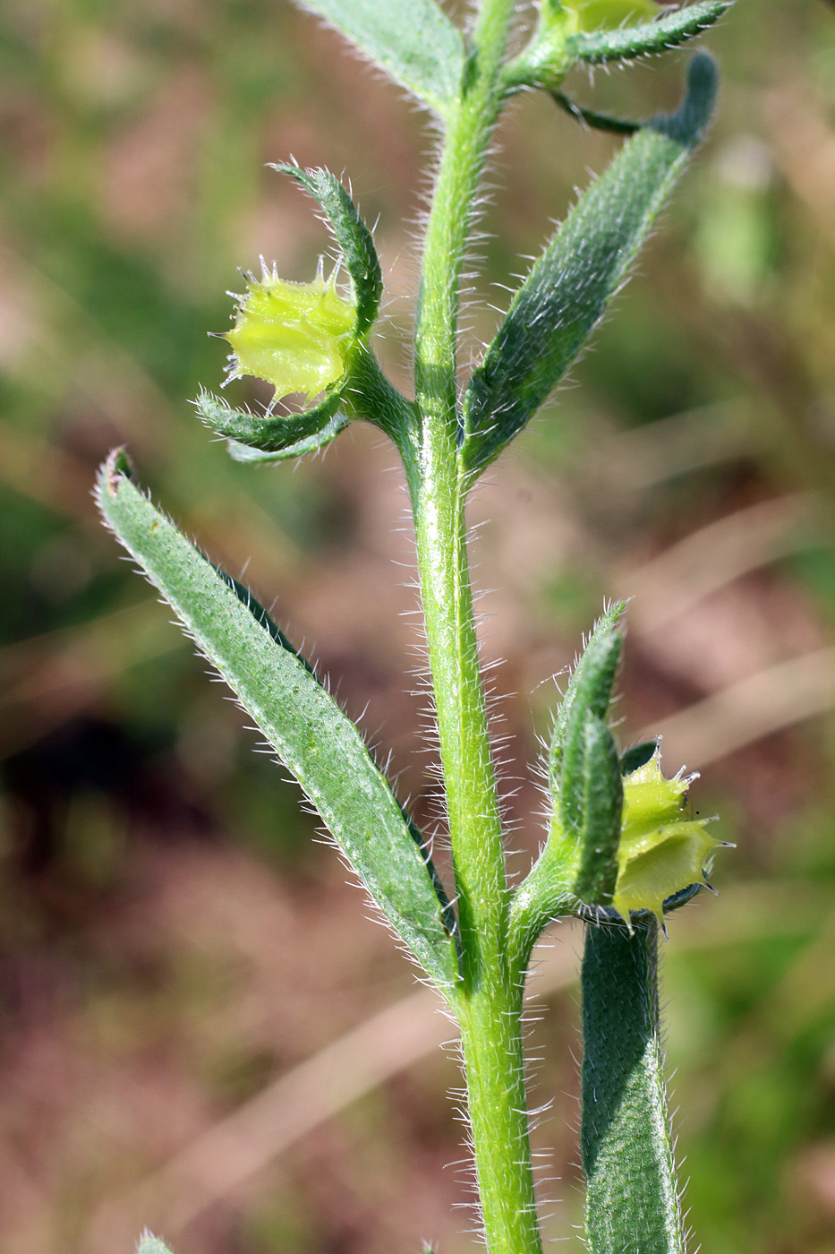 Image of Heterocaryum szovitsianum specimen.