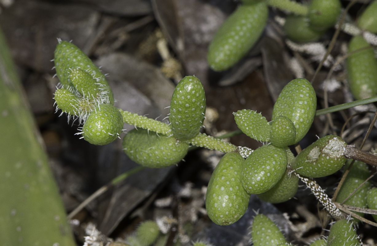 Изображение особи Delosperma echinatum.