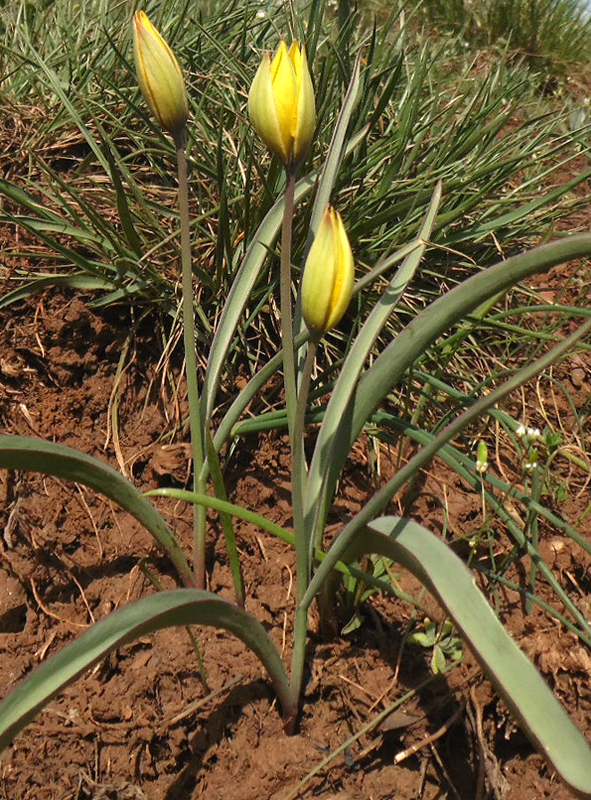 Изображение особи Tulipa hypanica.