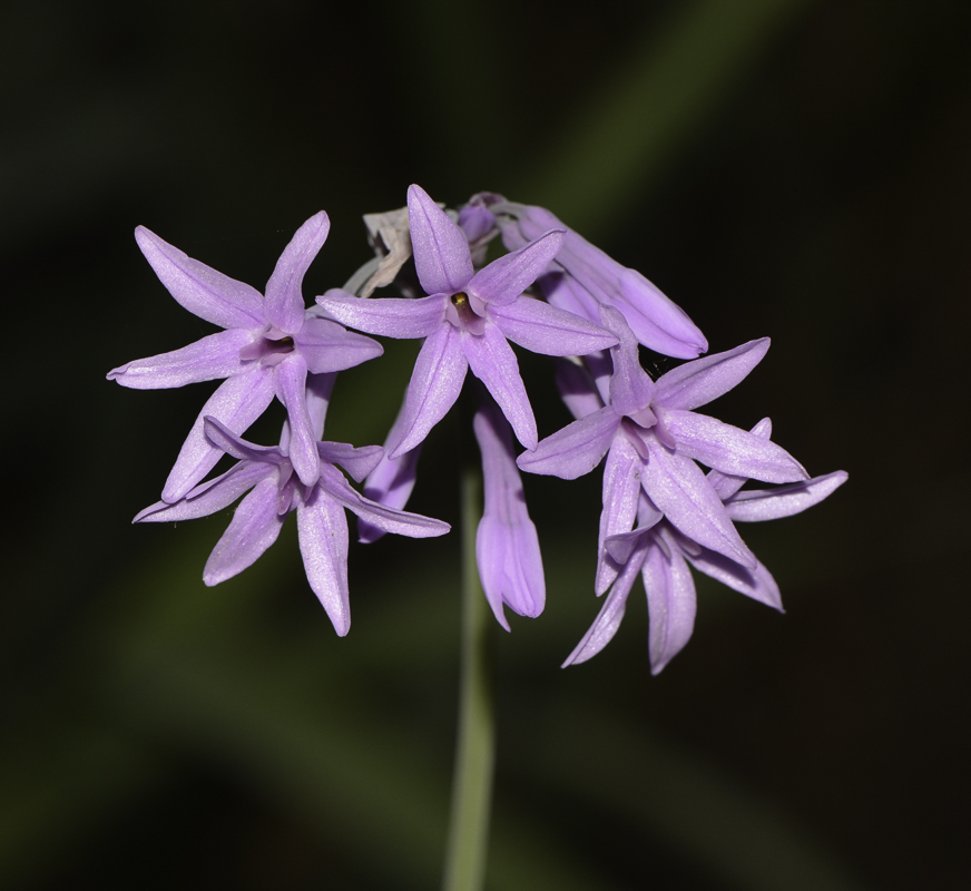 Image of Tulbaghia violacea specimen.