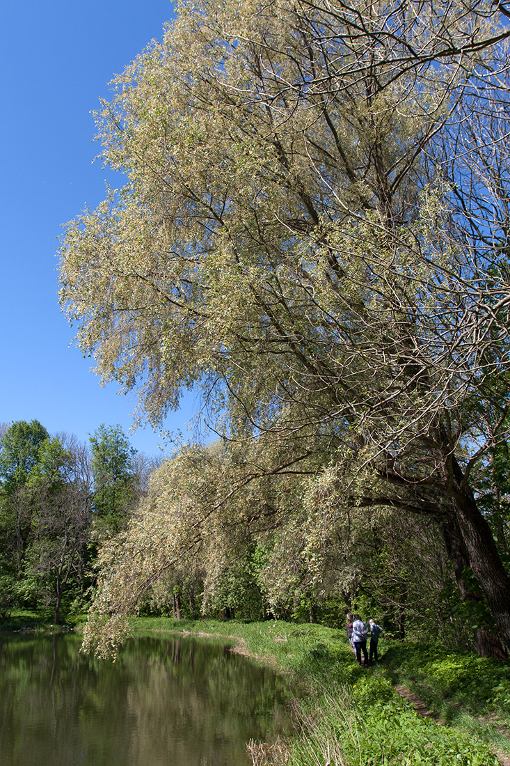 Image of Salix alba specimen.