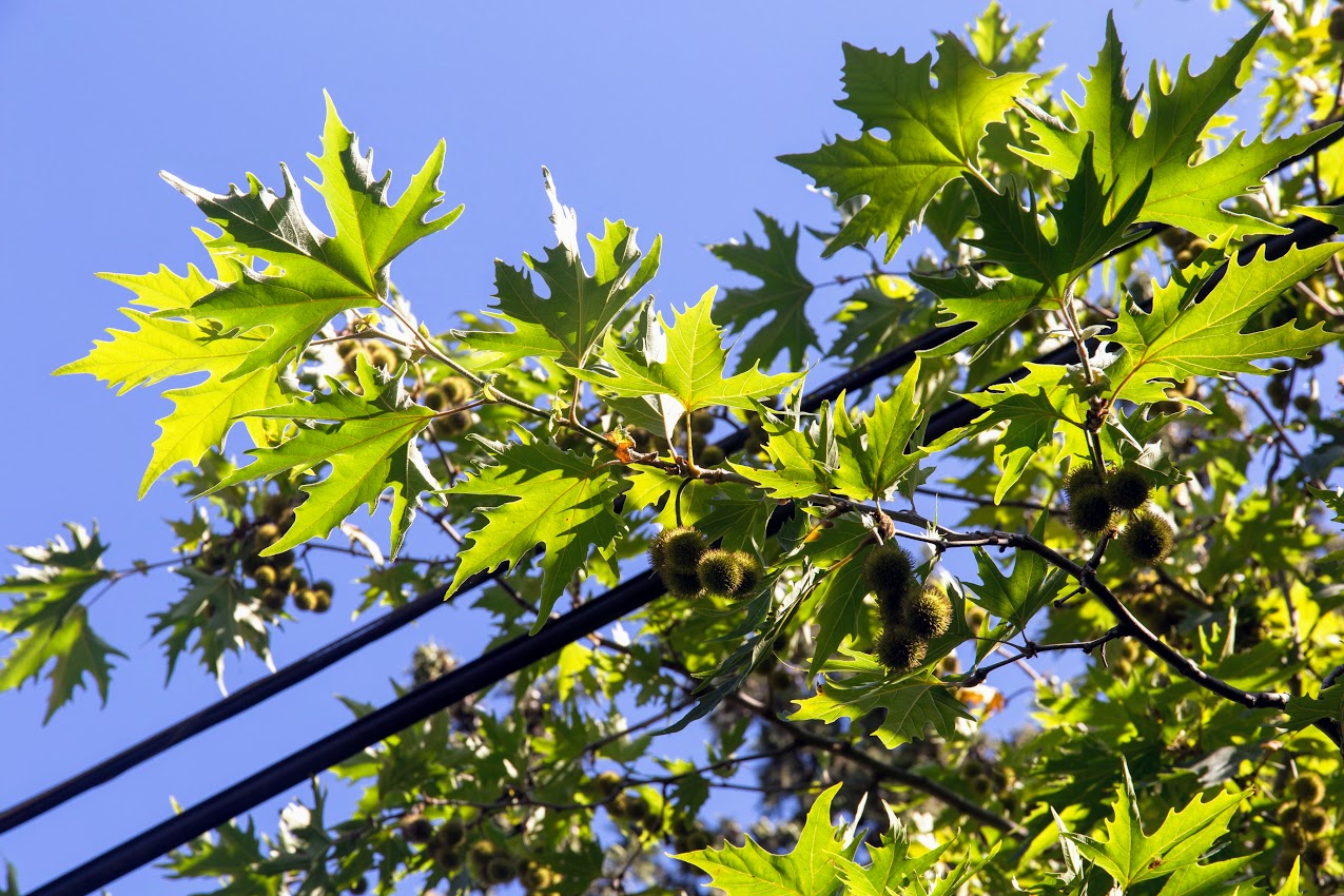 Image of Platanus &times; acerifolia specimen.