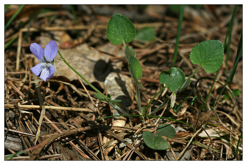 Image of Viola rupestris specimen.