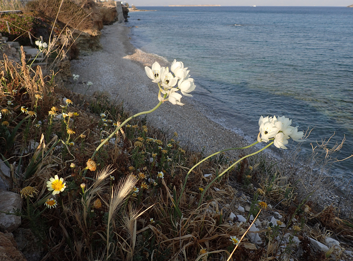 Image of Ornithogalum arabicum specimen.