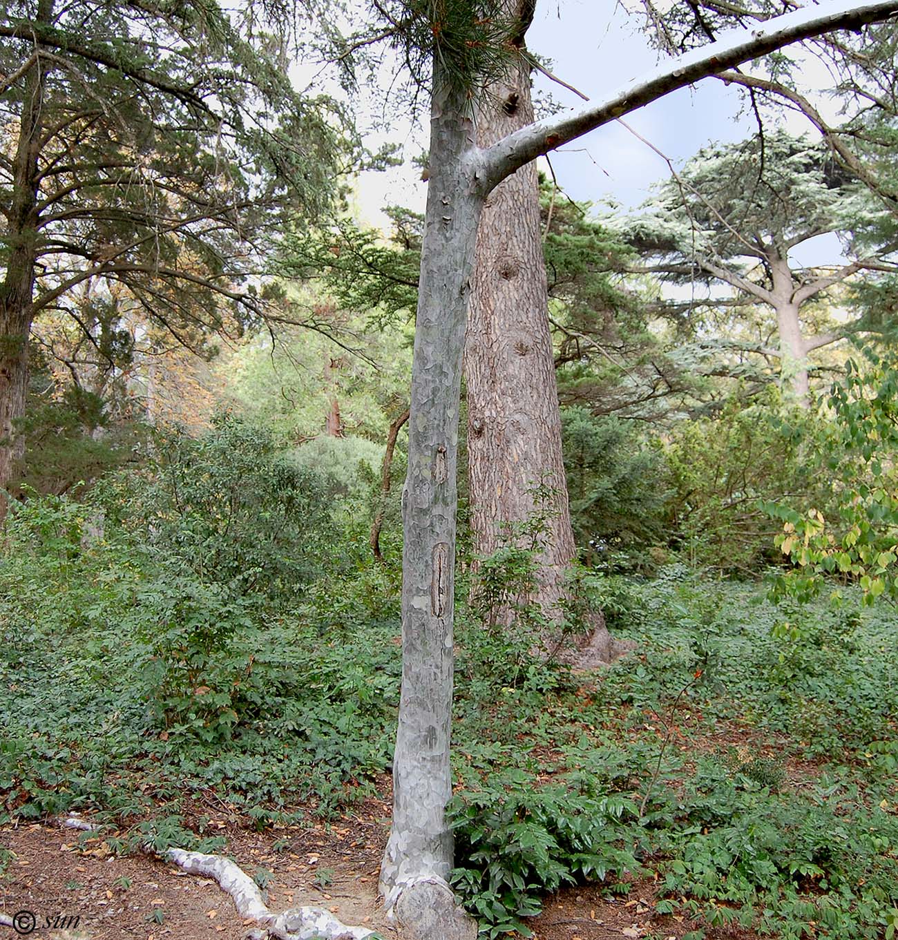 Image of Pinus bungeana specimen.