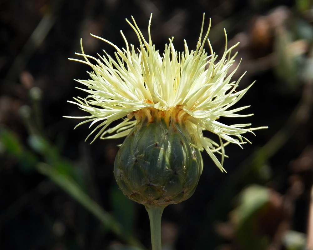 Image of Rhaponticoides turkestanica specimen.