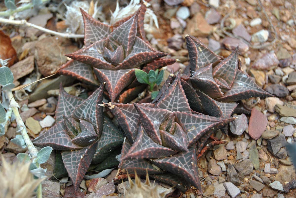 Image of Haworthia venosa var. tessellata specimen.