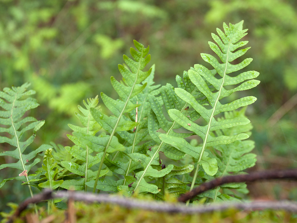 Многоножка обыкновенная Polypodium vulgare