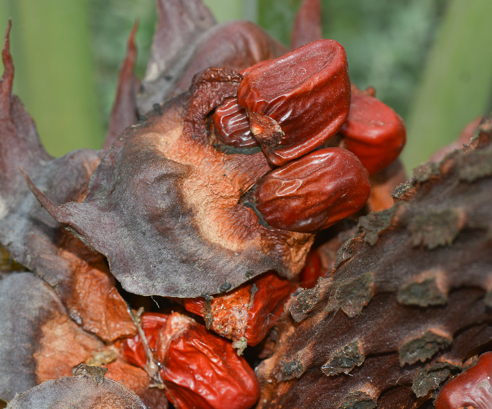 Image of Macrozamia riedlei specimen.