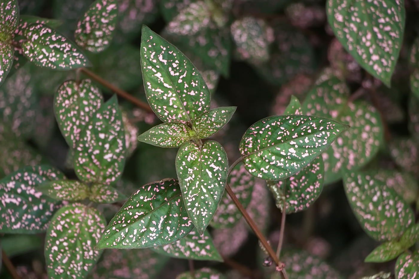 Image of Hypoestes phyllostachya specimen.