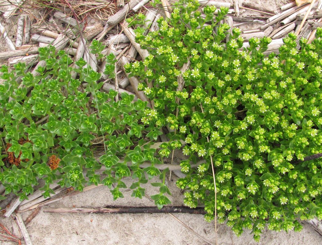 Изображение особи Honckenya peploides ssp. diffusa.