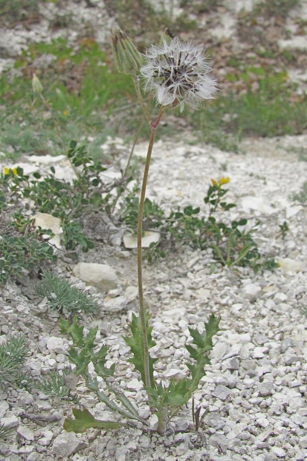 Image of Lagoseris purpurea specimen.