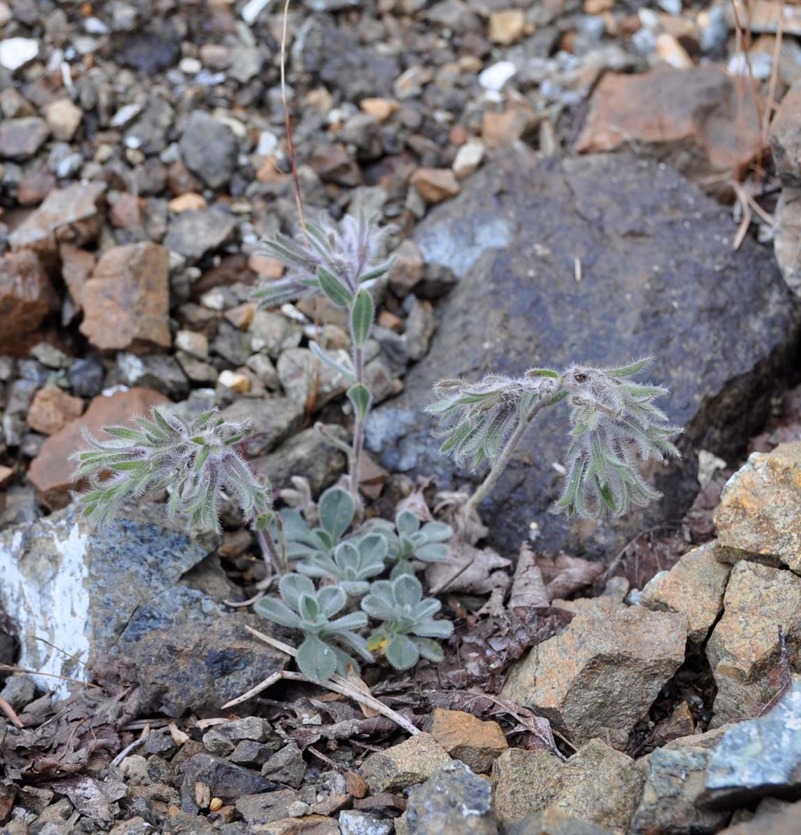 Image of Onosma troodi specimen.