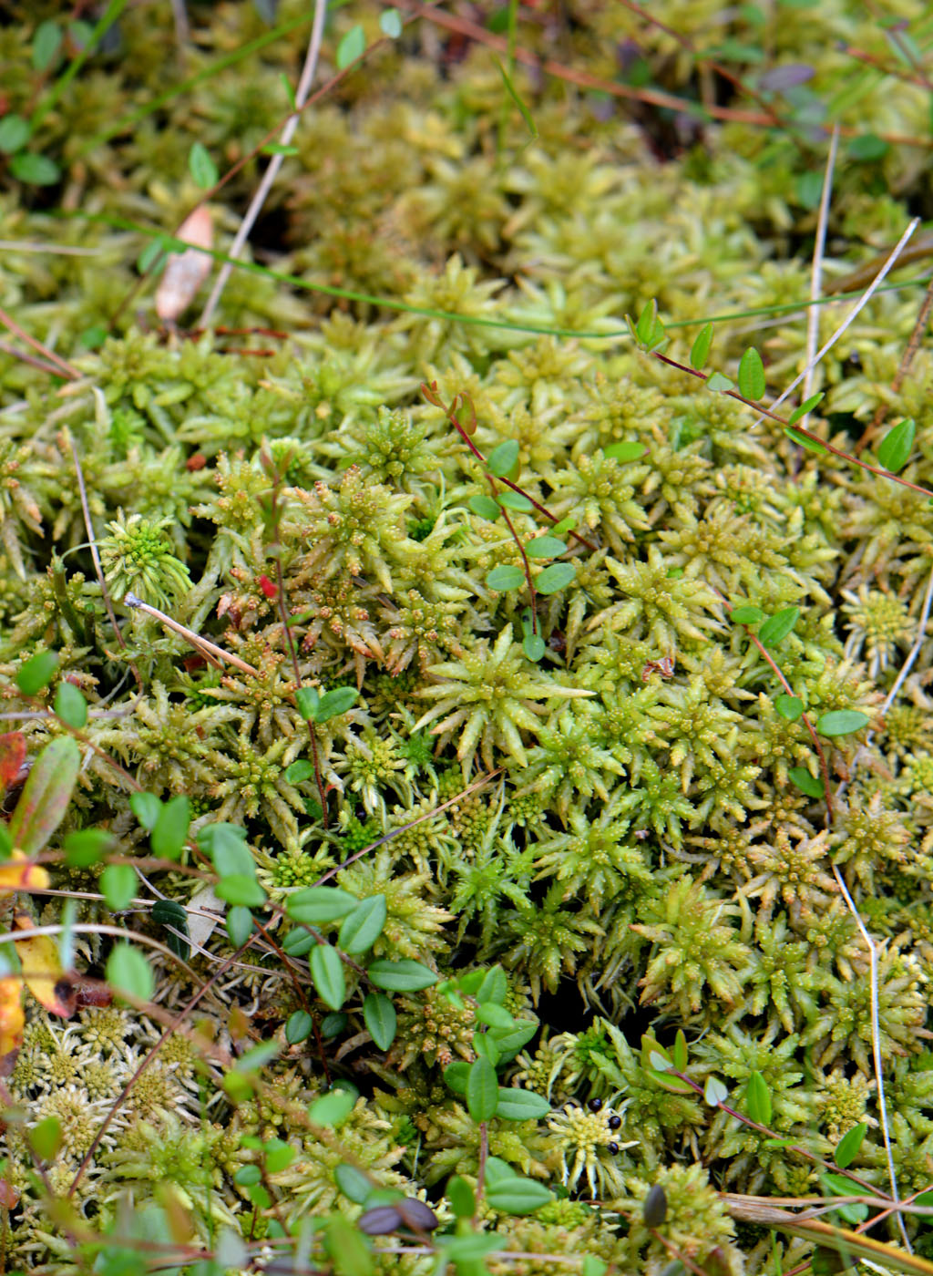 Image of Sphagnum papillosum specimen.