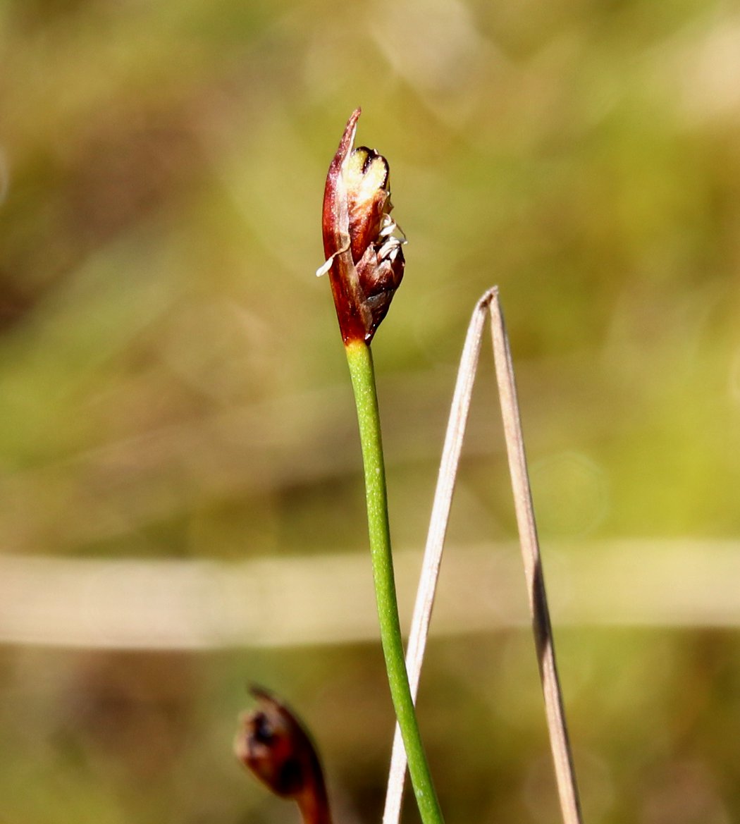 Image of Juncus biglumis specimen.