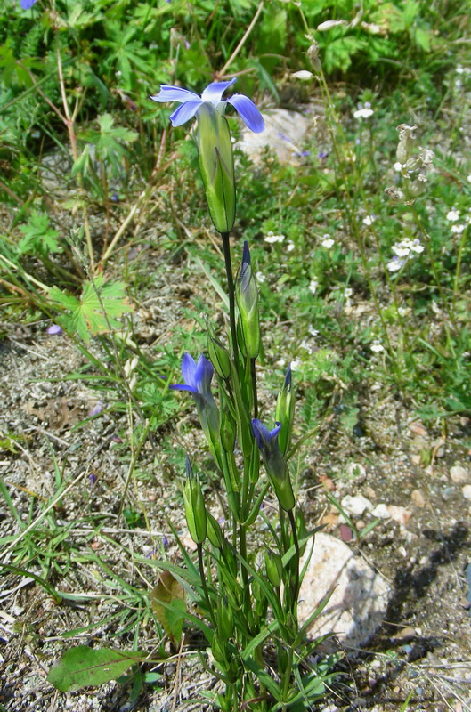 Image of Gentianopsis barbata specimen.