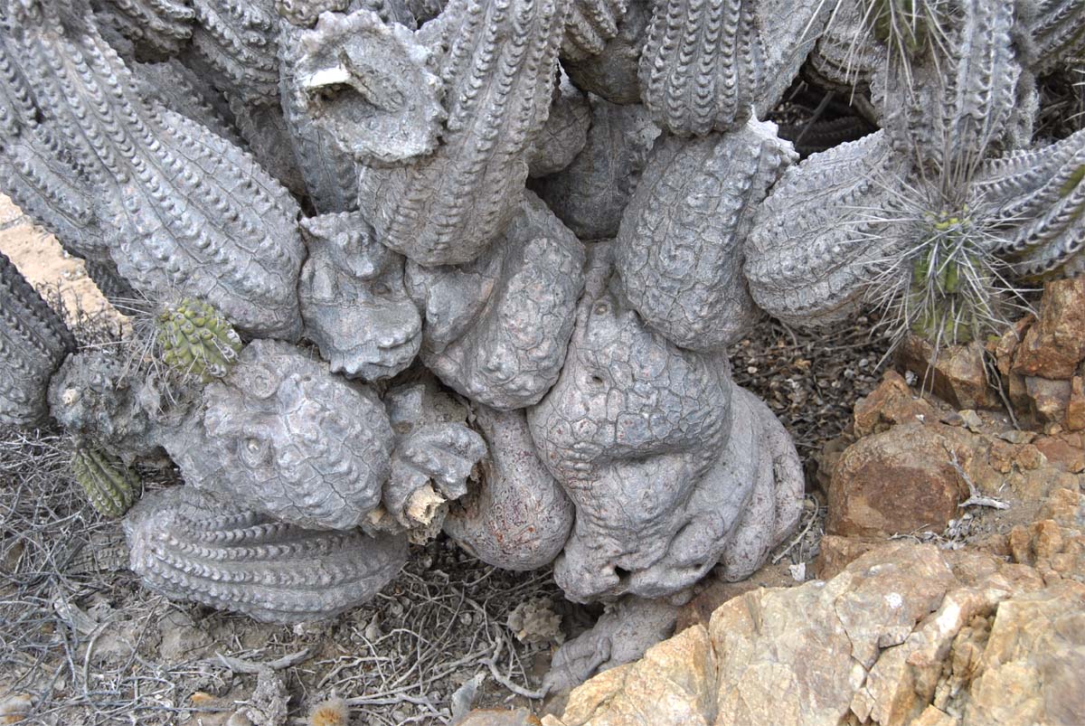 Image of Eulychnia breviflora specimen.