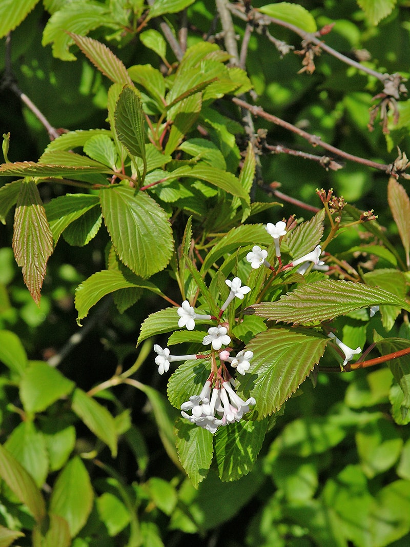 Image of Viburnum &times; bodnantense specimen.