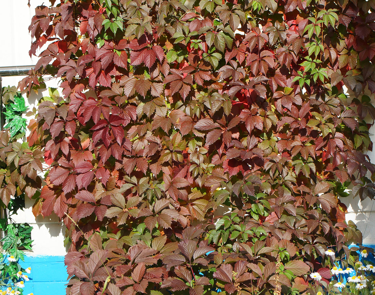 Image of Parthenocissus quinquefolia specimen.