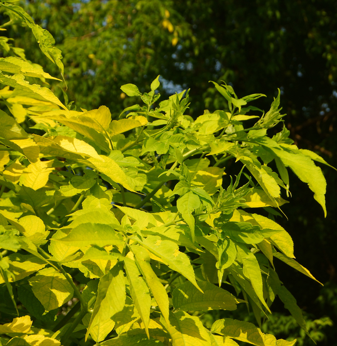 Изображение особи Sambucus nigra.