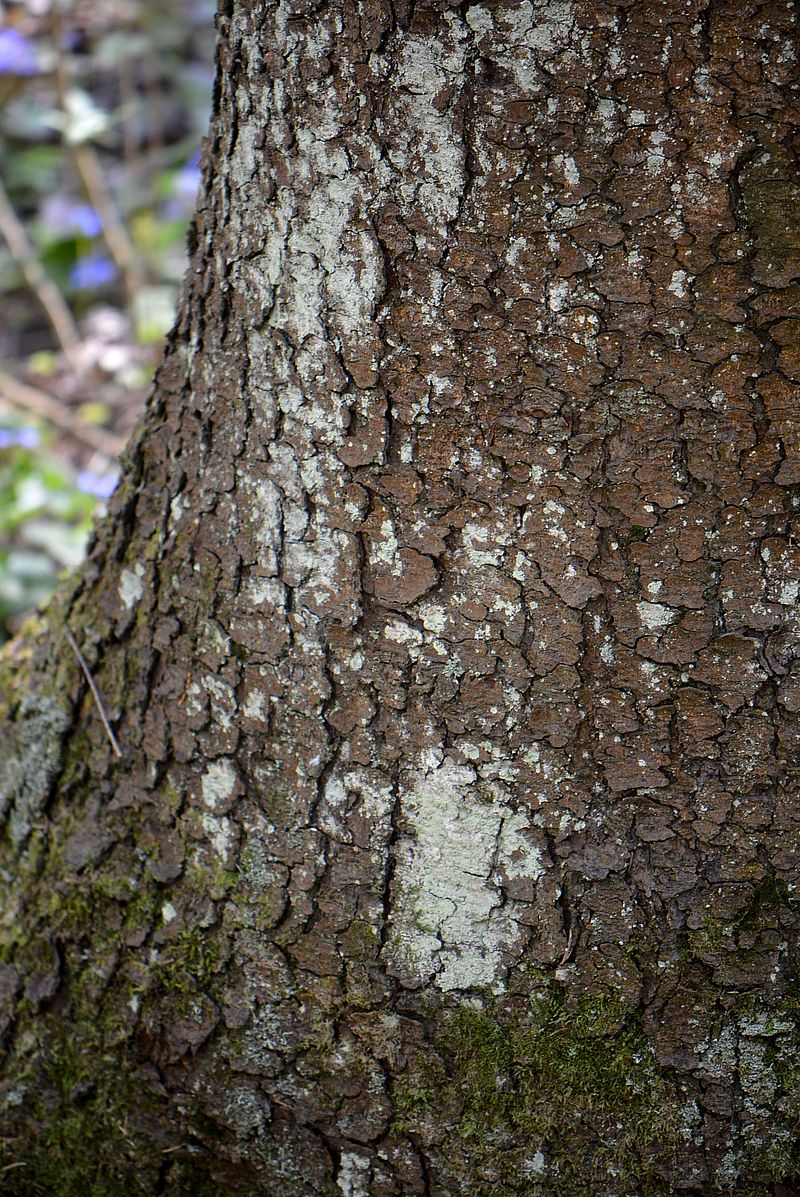 Image of genus Lepraria specimen.