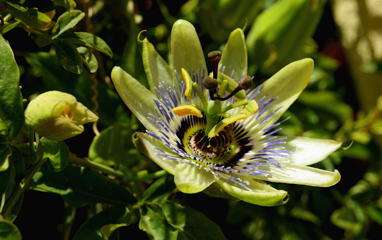 Image of Passiflora caerulea specimen.