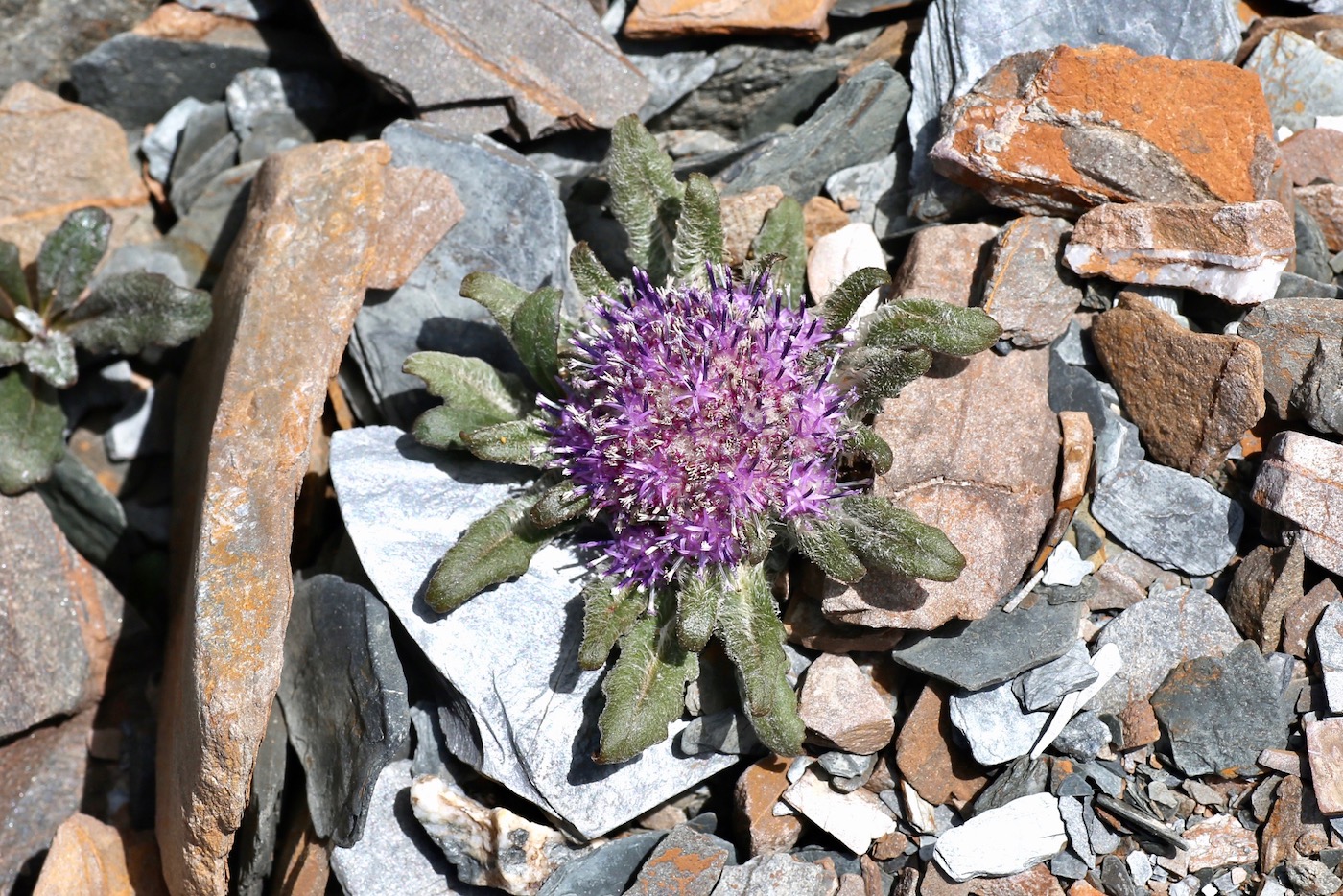 Image of Saussurea gnaphalodes specimen.