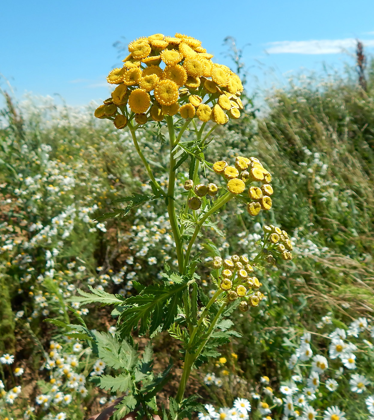 Изображение особи Tanacetum vulgare.