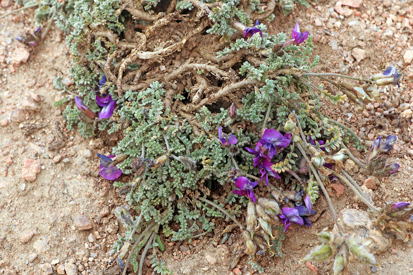 Image of Oxytropis savellanica specimen.