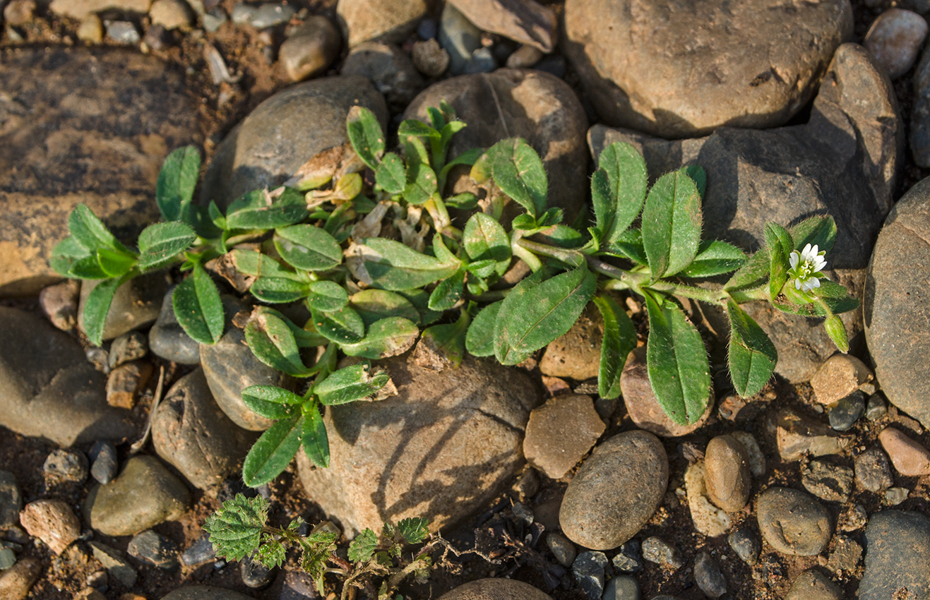 Image of Cerastium holosteoides specimen.