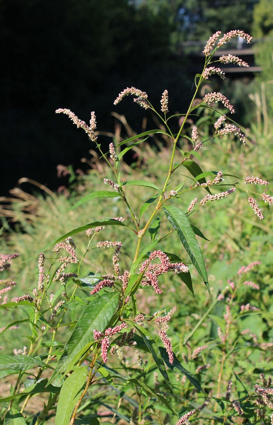 Image of Persicaria lapathifolia specimen.