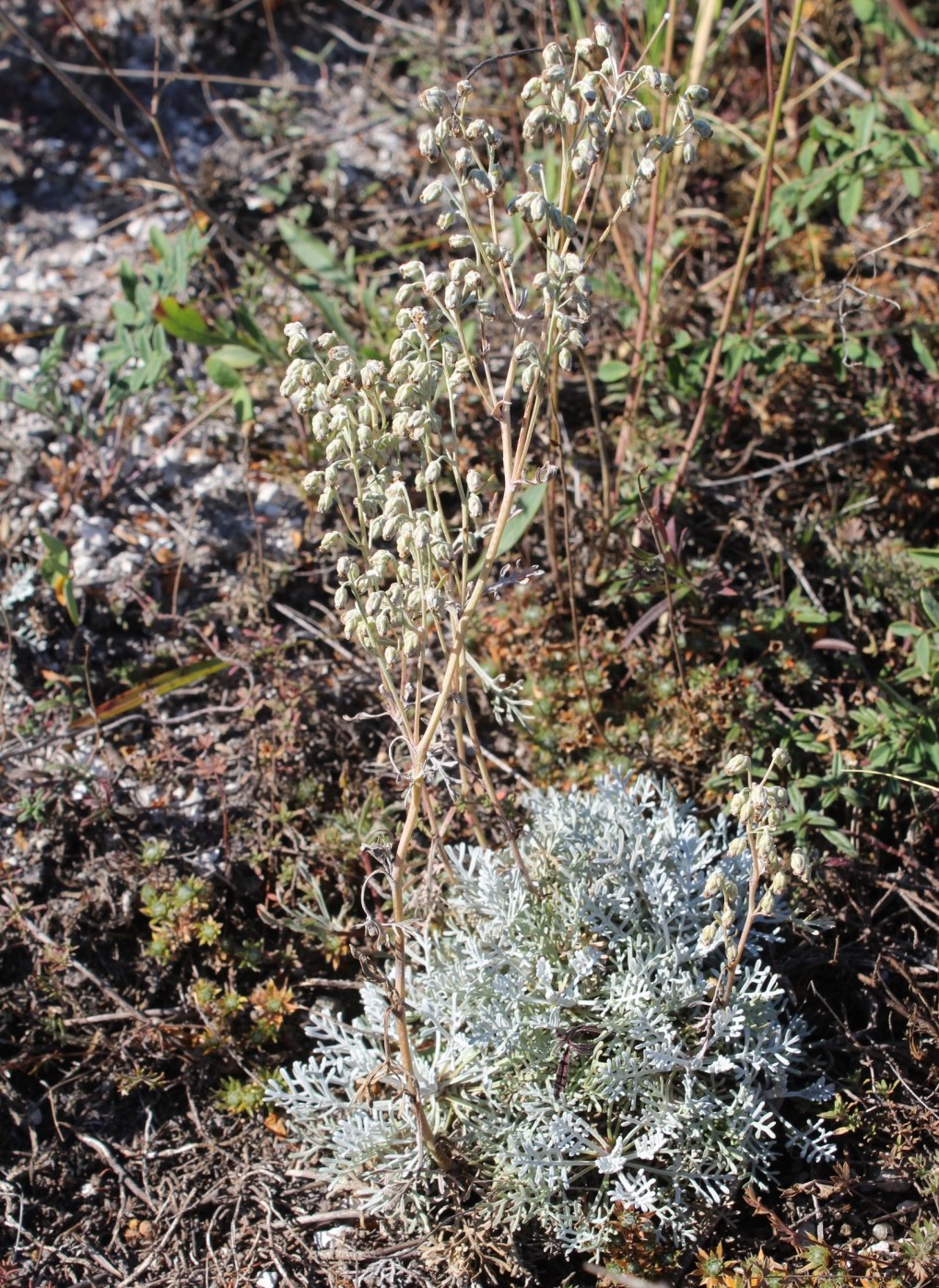 Image of Artemisia hololeuca specimen.
